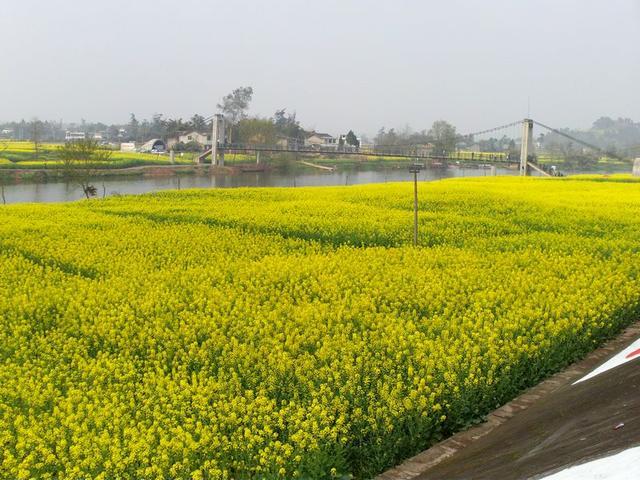 潼南油菜花