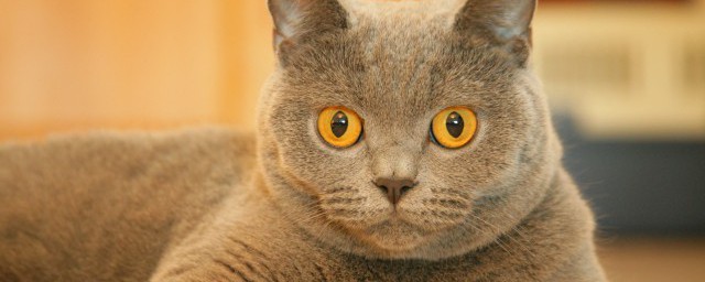 貓科動物狐貍的克星是什么動物