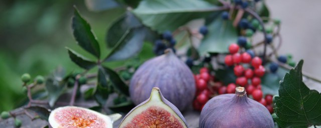 無花果8月份能栽活嗎