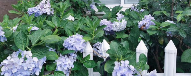 無盡夏的花語和寓意
