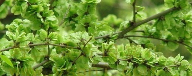 榆錢(qián)可以生吃嗎