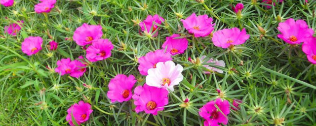 太陽(yáng)花花語(yǔ)是什么