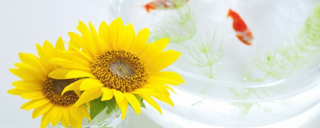 向陽花的寓意和花語
