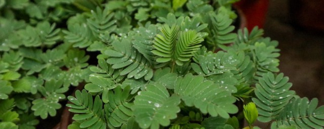 含羞草長(zhǎng)什么樣子