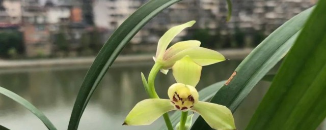 蘭花有天麗這個品種嗎