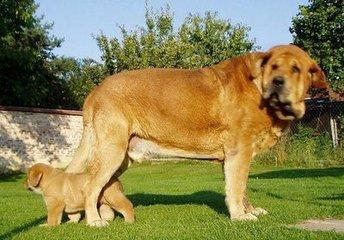 皇家馬德里曾經的吉祥物竟是這西班牙國寶級獒