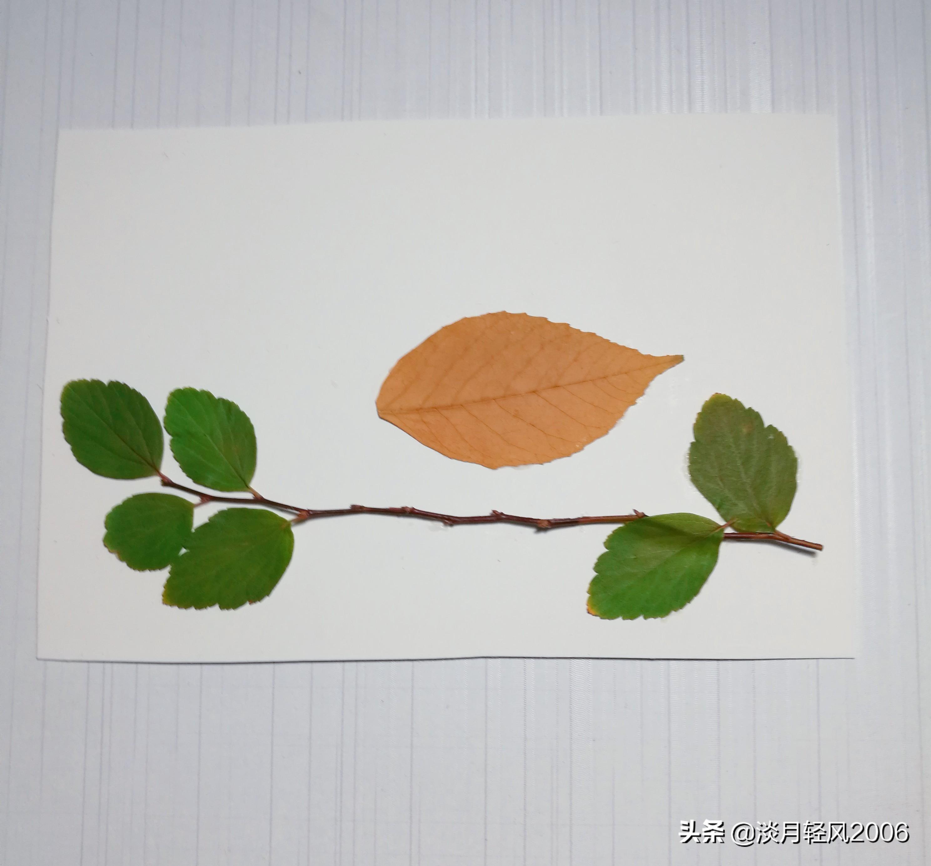 樹葉畫手工貼畫（幼兒手工，簡單葉貼畫，樹葉貼小鳥教程，孩子一學就會）