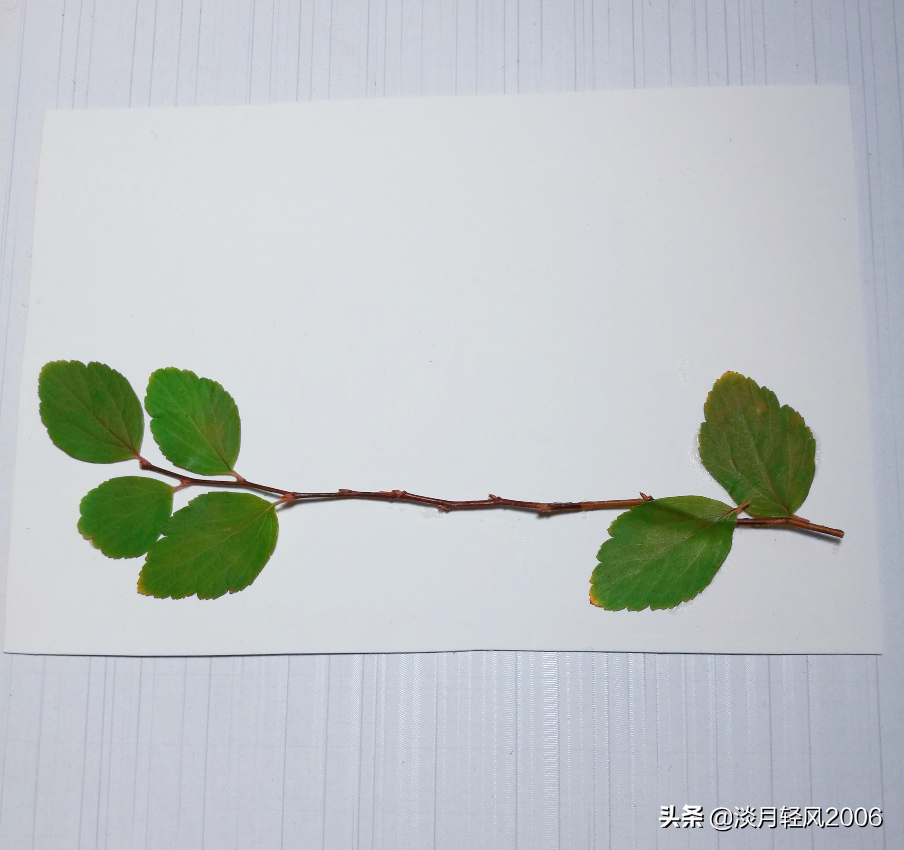 樹葉畫手工貼畫（幼兒手工，簡單葉貼畫，樹葉貼小鳥教程，孩子一學就會）