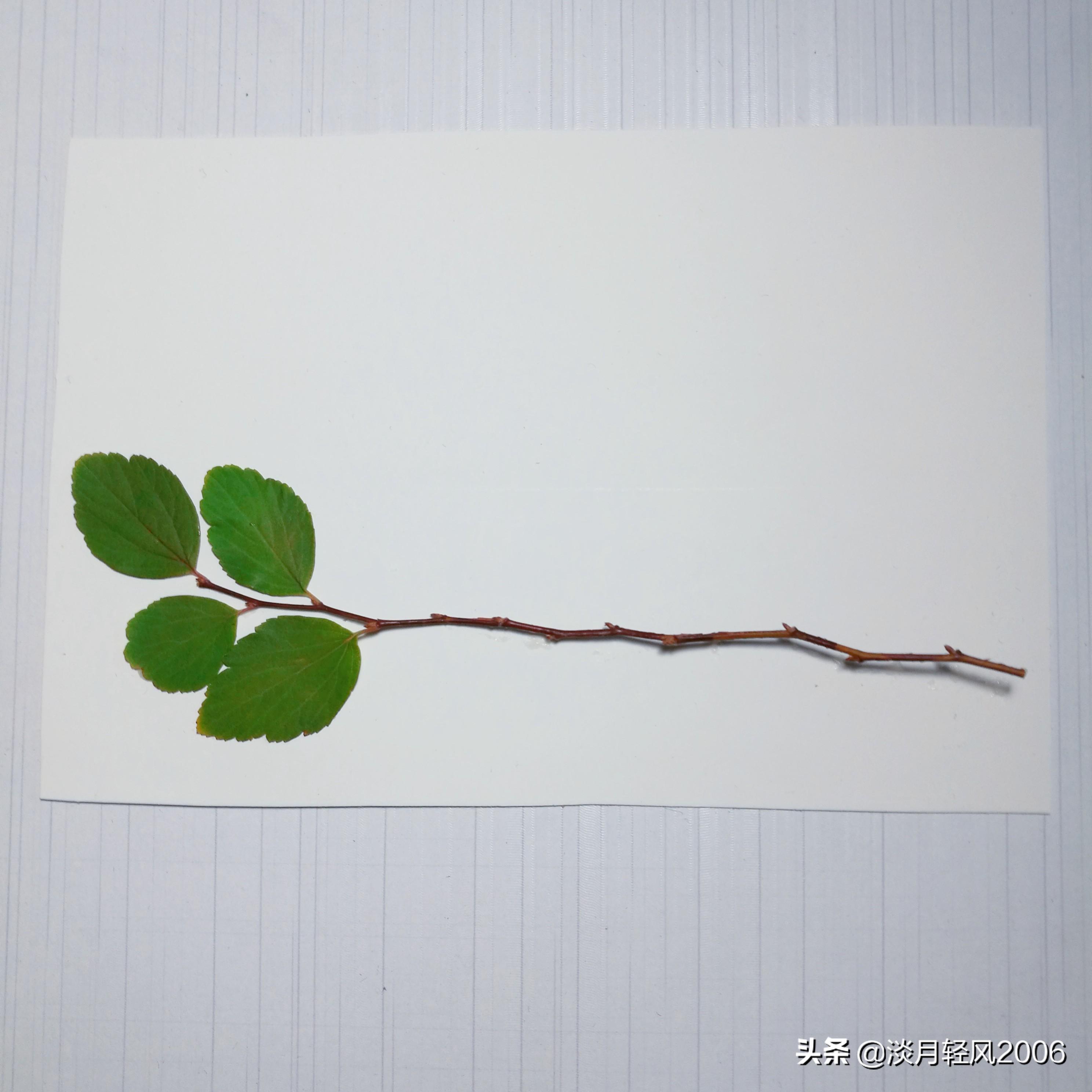 樹葉畫手工貼畫（幼兒手工，簡單葉貼畫，樹葉貼小鳥教程，孩子一學就會）