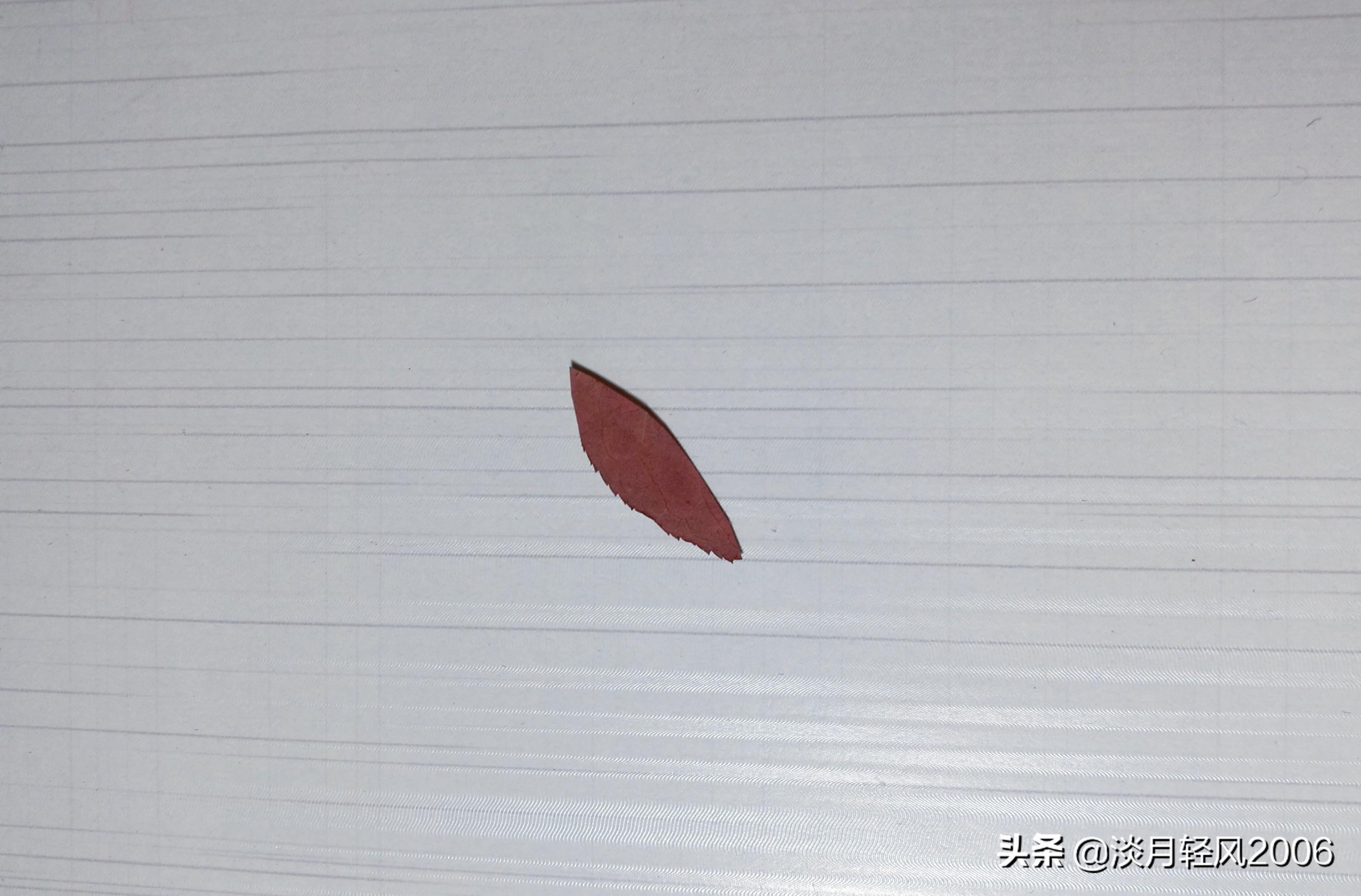 樹葉畫手工貼畫（幼兒手工，簡單葉貼畫，樹葉貼小鳥教程，孩子一學就會）