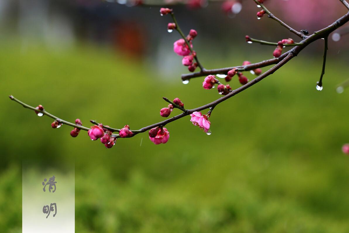 敬重之情不變（清明節(jié)掃墓有規(guī)矩，“2做3禁忌”提前了解，民俗老傳統(tǒng)要懂得）