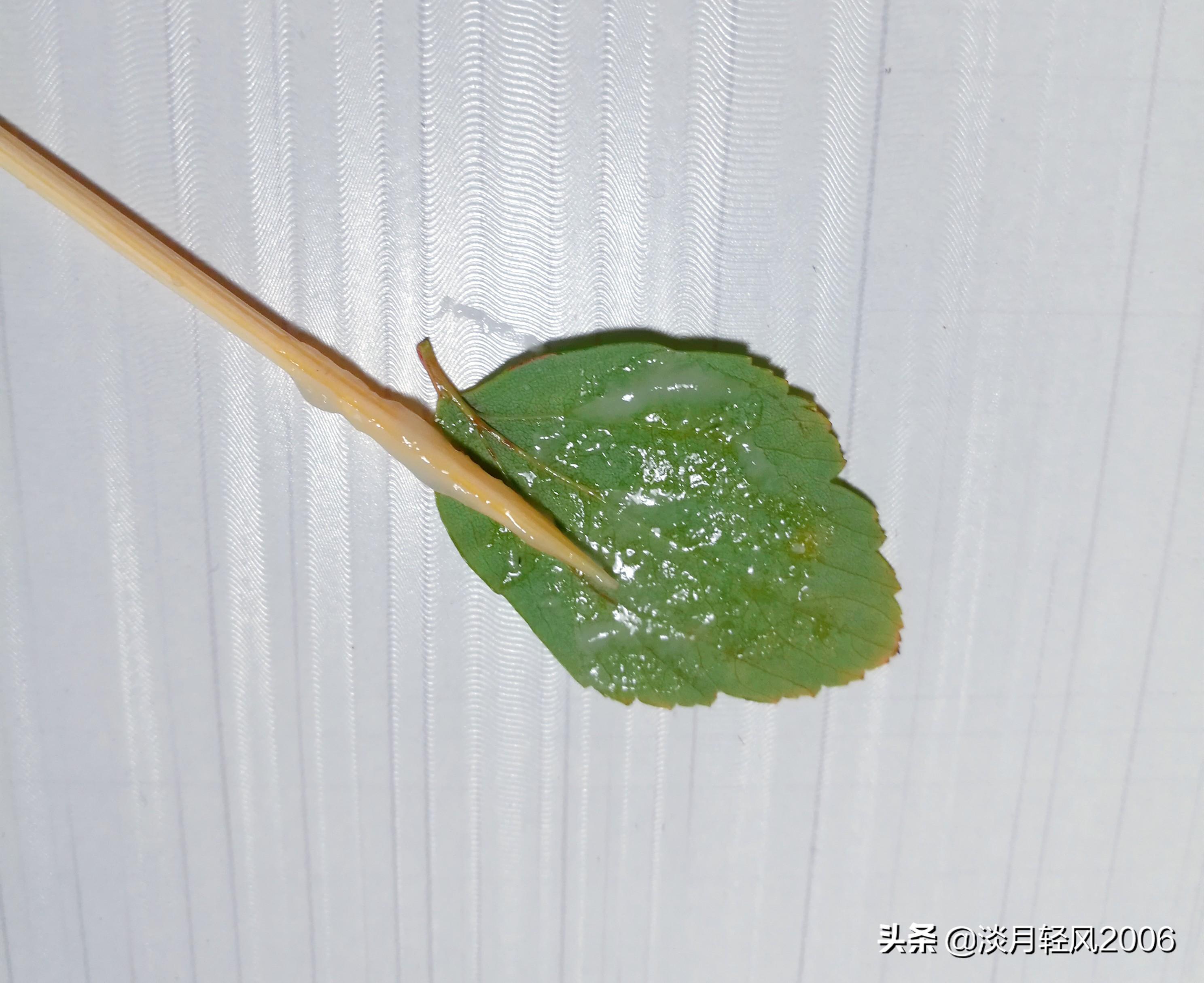 樹葉畫手工貼畫（幼兒手工，簡單葉貼畫，樹葉貼小鳥教程，孩子一學就會）
