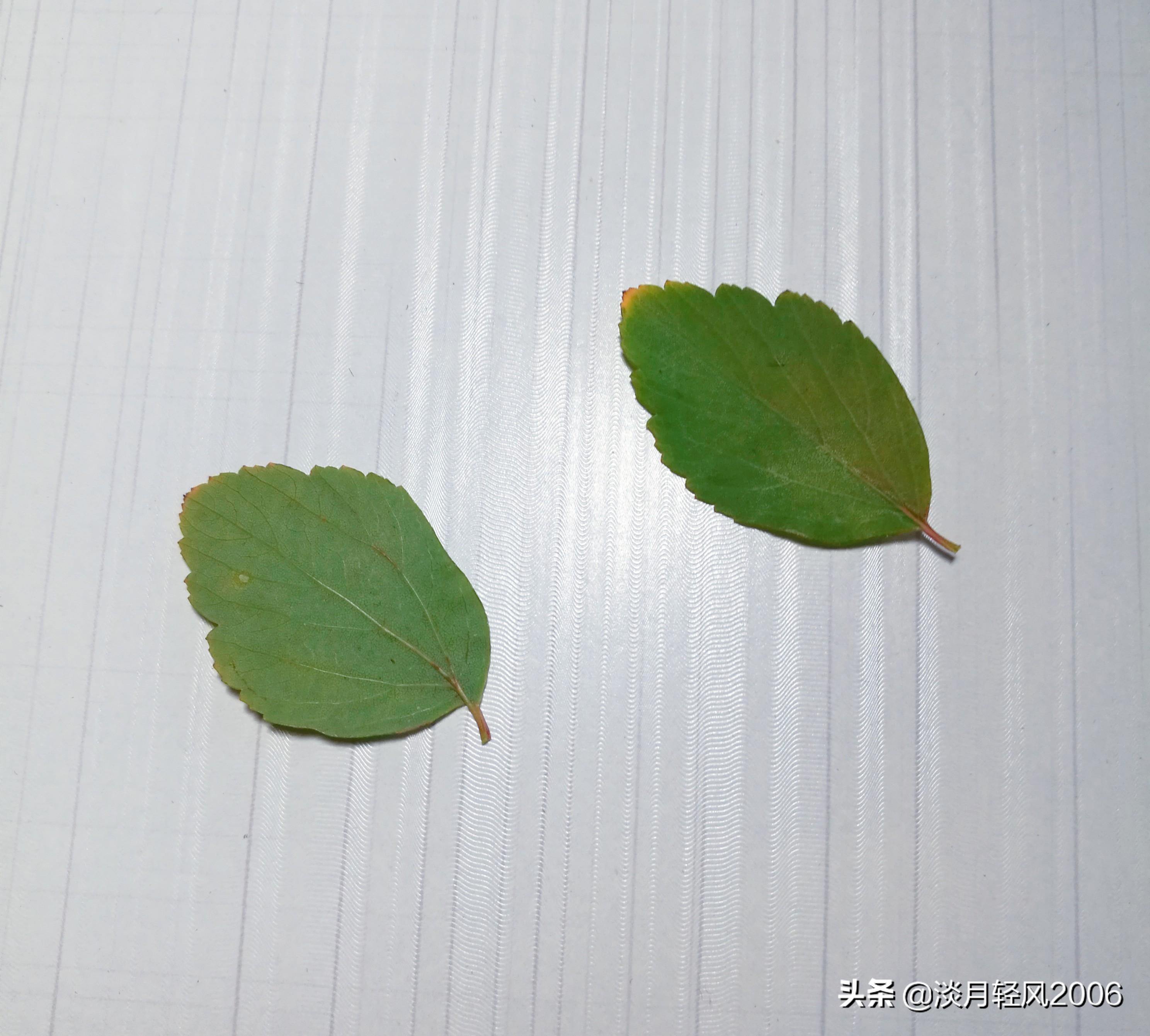 樹葉畫手工貼畫（幼兒手工，簡單葉貼畫，樹葉貼小鳥教程，孩子一學就會）