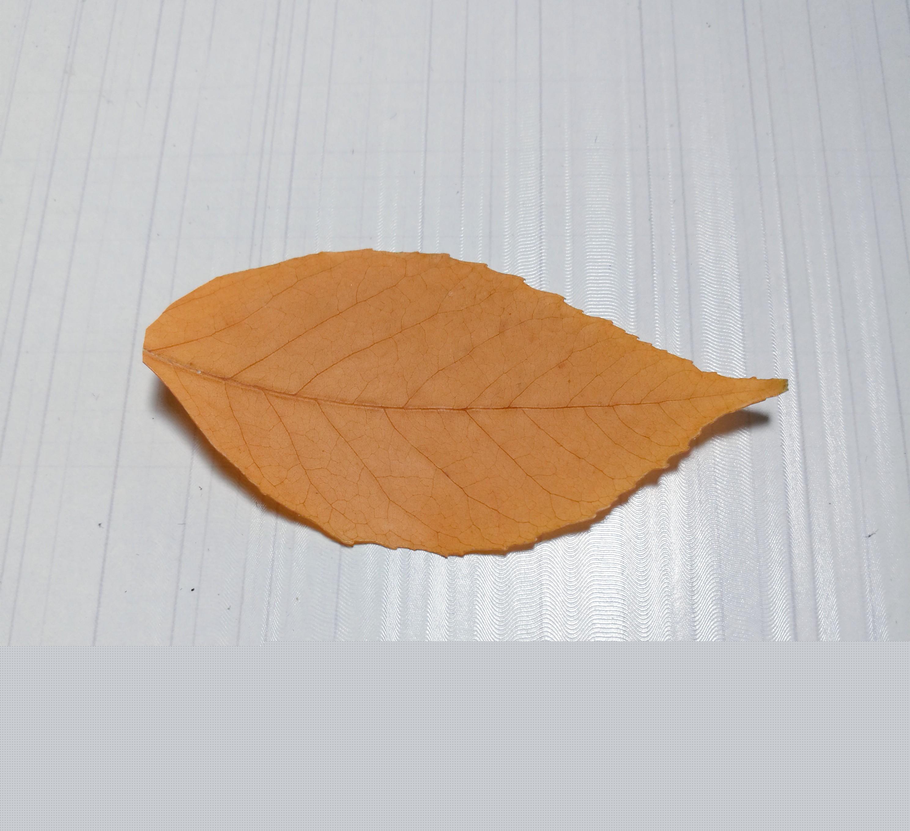 樹葉畫手工貼畫（幼兒手工，簡單葉貼畫，樹葉貼小鳥教程，孩子一學就會）