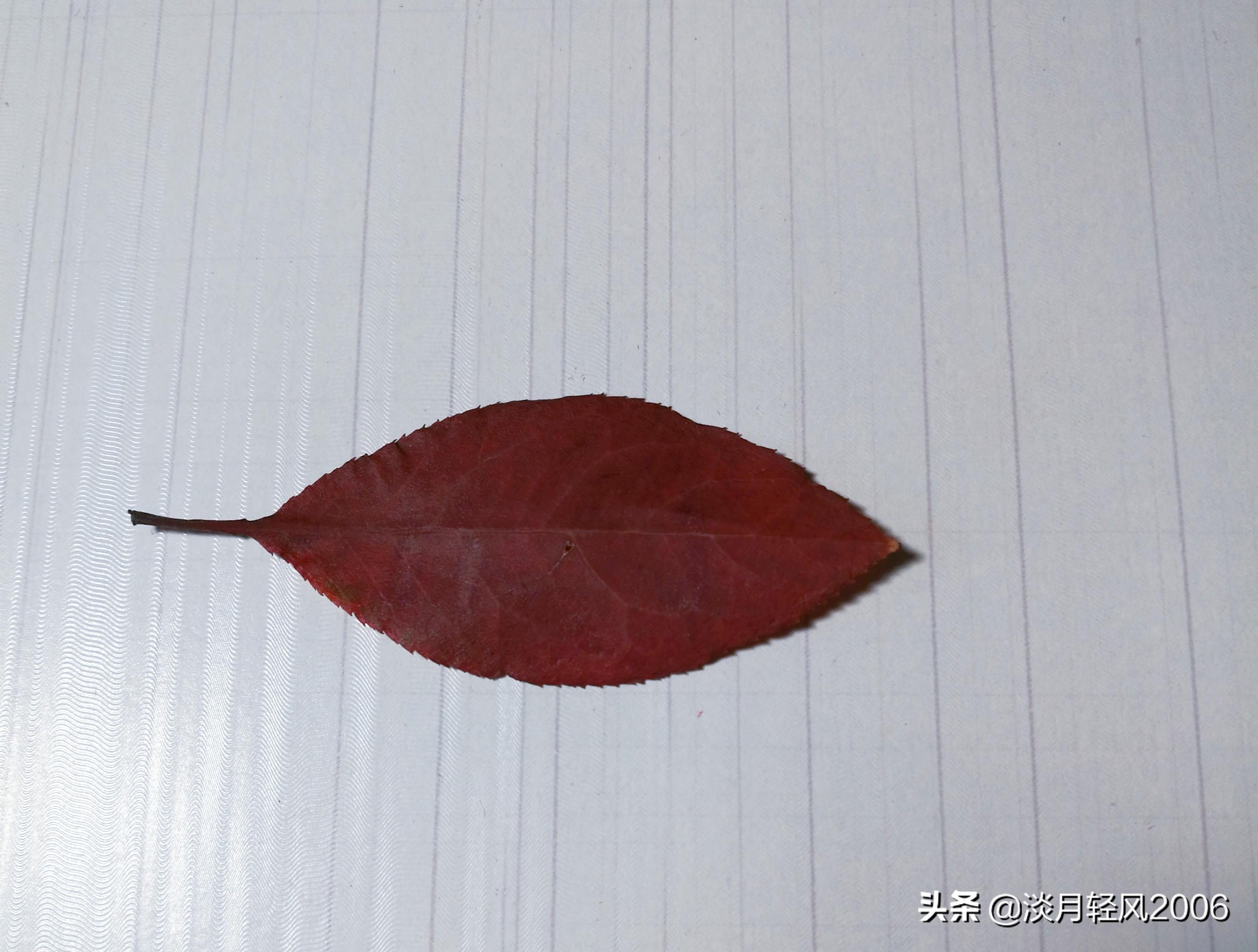 樹葉畫手工貼畫（幼兒手工，簡單葉貼畫，樹葉貼小鳥教程，孩子一學就會）