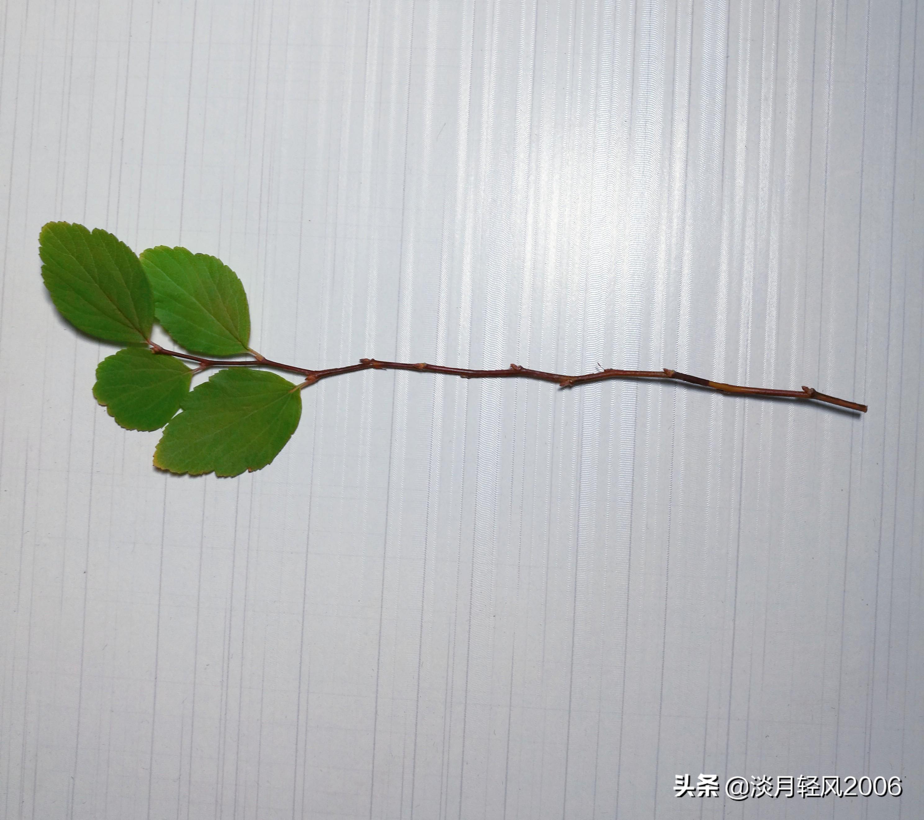 樹葉畫手工貼畫（幼兒手工，簡單葉貼畫，樹葉貼小鳥教程，孩子一學就會）