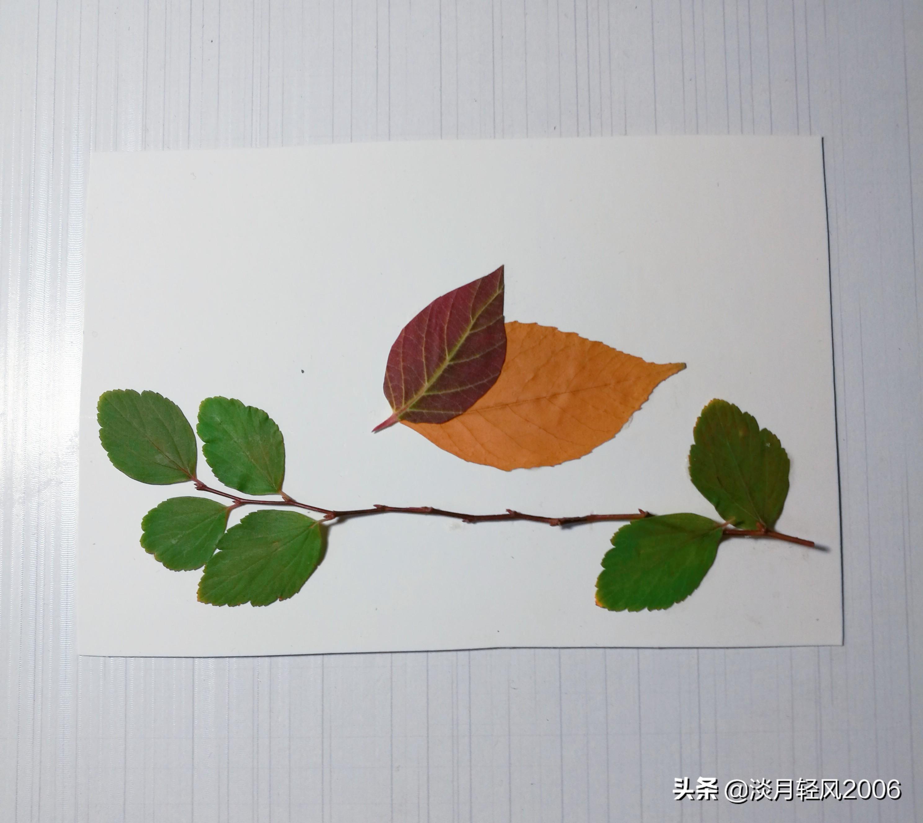 樹葉畫手工貼畫（幼兒手工，簡單葉貼畫，樹葉貼小鳥教程，孩子一學就會）