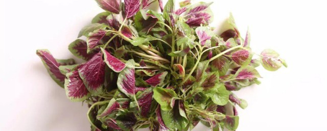 莧菜的儲存方法