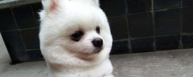 俊介和博美的區別是什么