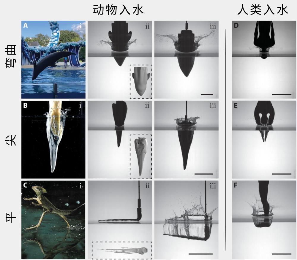 跳水怎么做動作的（跳水時最安全的姿勢，你猜對了嗎？）