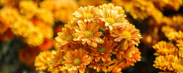 芙蓉菊泡水喝了有什么用