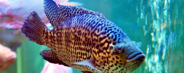石斑魚吃什么食物