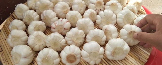 糖蒜儲存的方法