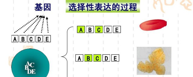 細胞分化的實質是什么