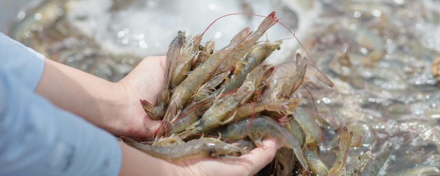 河蝦怎么做好吃又簡單