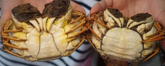 母蟹和公蟹的區別