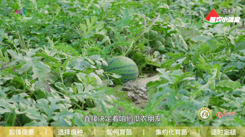 足球大小盤表示什么意思（設(shè)施西瓜如何實(shí)現(xiàn)高效栽培？農(nóng)藝師：選擇良種是重中之重）