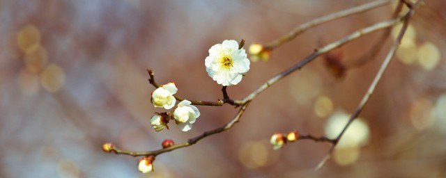 立春如何養(yǎng)生