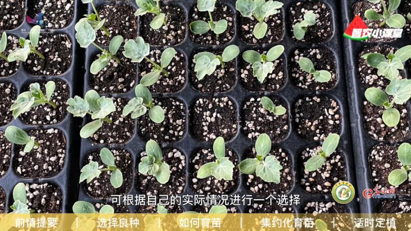 足球大小盤表示什么意思（設(shè)施西瓜如何實(shí)現(xiàn)高效栽培？農(nóng)藝師：選擇良種是重中之重）