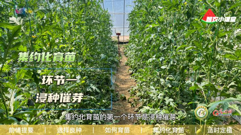足球大小盤表示什么意思（設(shè)施西瓜如何實(shí)現(xiàn)高效栽培？農(nóng)藝師：選擇良種是重中之重）