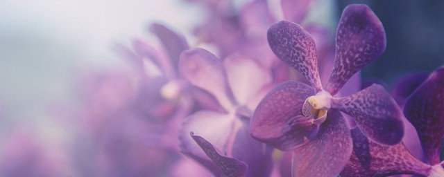 蘭花能曬太陽(yáng)嗎夏天