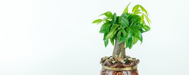 植物光合作用原理是什么