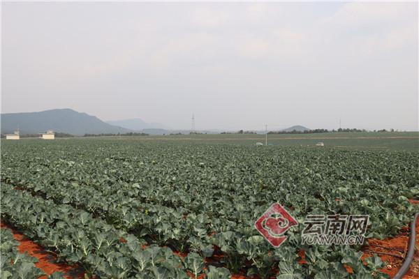 馬龍家在北京哪里（云南馬龍：小蔬菜大產業 讓群眾腰包鼓起來）