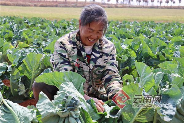 馬龍家在北京哪里（云南馬龍：小蔬菜大產業 讓群眾腰包鼓起來）