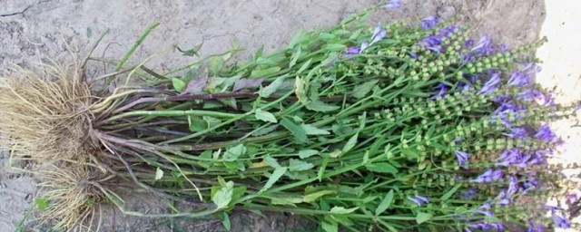 夏枯草長什么樣子
