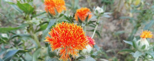 菠蘿菊的花語是什么